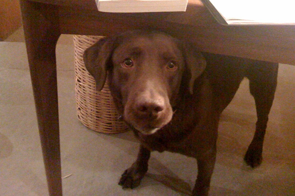 Cooper, chocolate lab. Office dog, real estate mascot. RIP.
