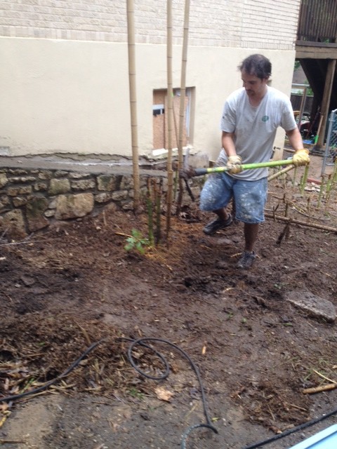 Chris removing bamboo roots using pick and power washer.