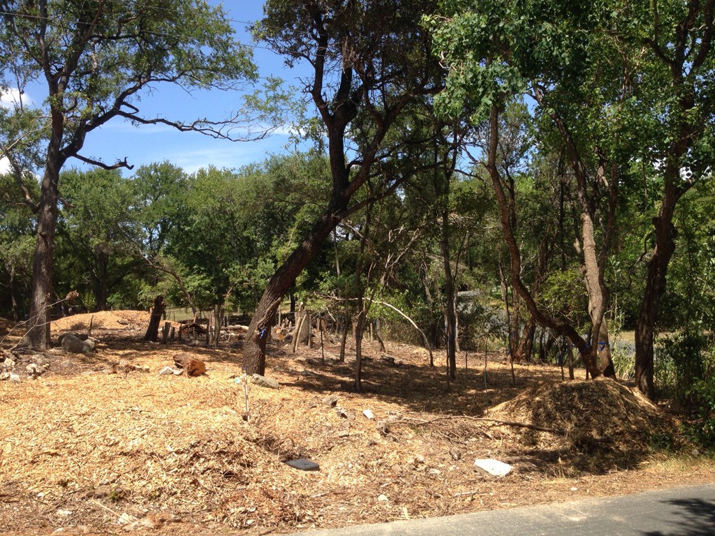 Modern Farmhouse lot clearing - Ligustrum trees were removed and dead limbs cleared. 